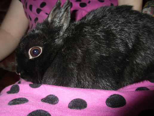 Ehbunny Ehbunny