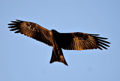 The dark eagle, sofspics