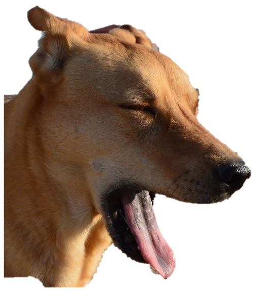 Ally yawning, now I'm yawning. Ally yawning, now I'm yawning.
