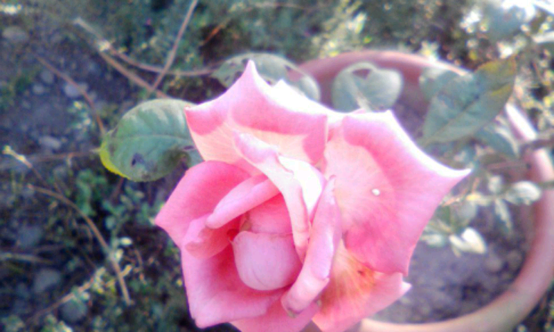 a pink rose from our garden a pink rose from our garden