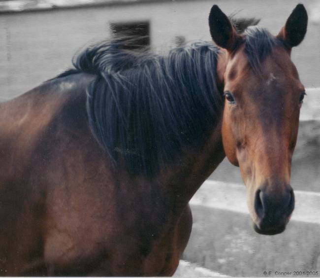 Allie - My mare, Allie.