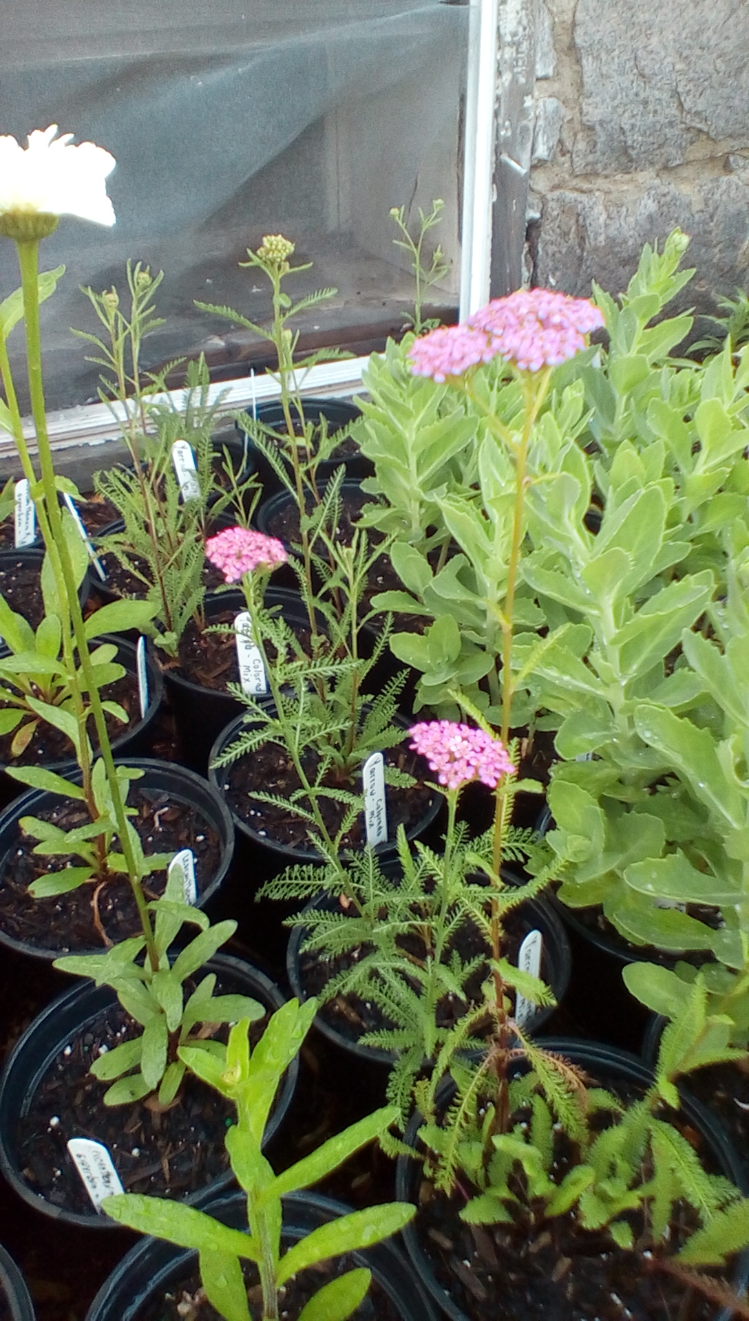 Colorado Mix Yarrow