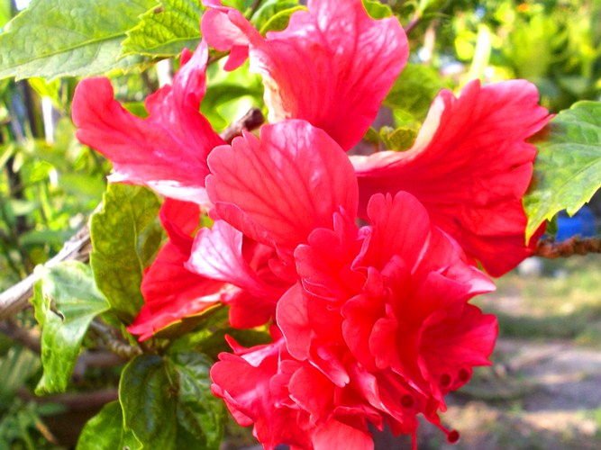 three layer petal of gumamela three layer petal of gumamela