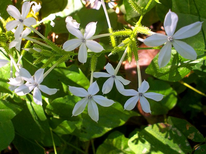 bush flowers