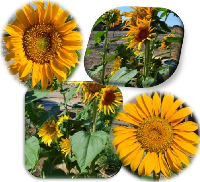 just a few of my sunflowers, do you like them?