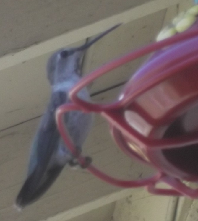 Photo I took of a hummingbird in my backyard 2-16-21