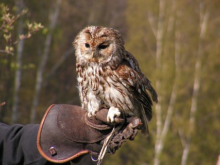 Tawny Owl from Pixabay
