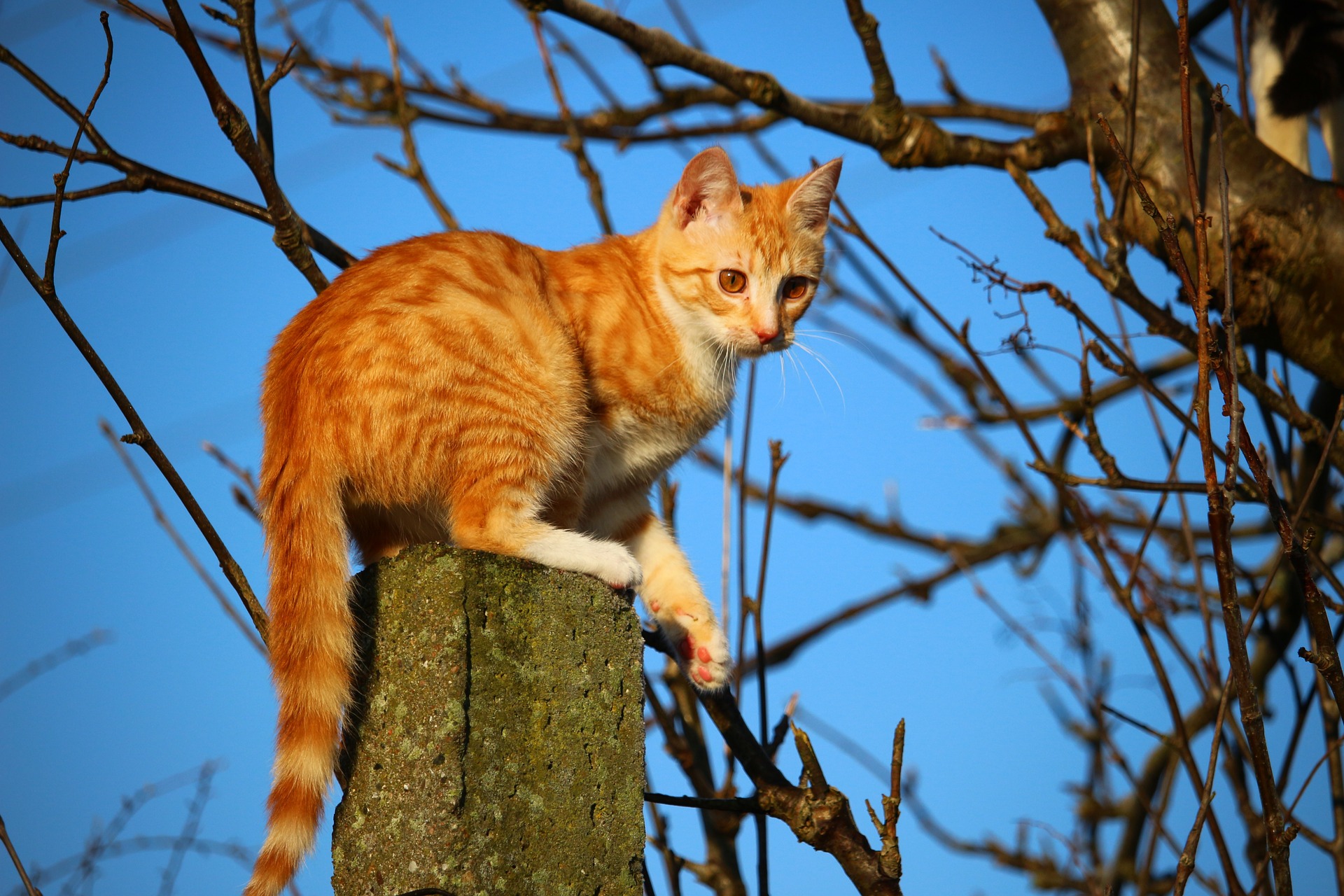 cat on pillar cat on pillar