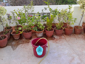 my pot plants my pot plants
