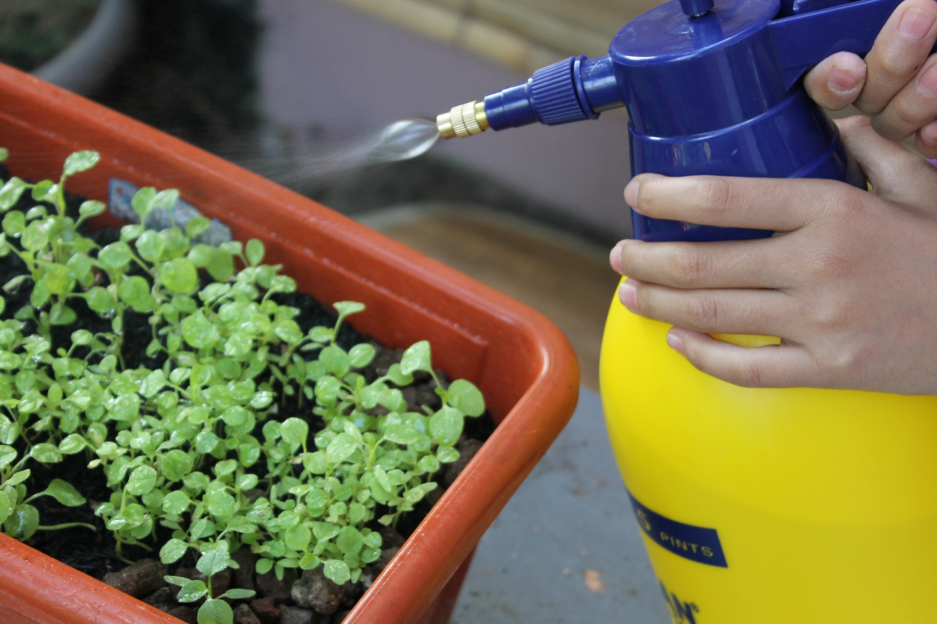 spraying  the plant