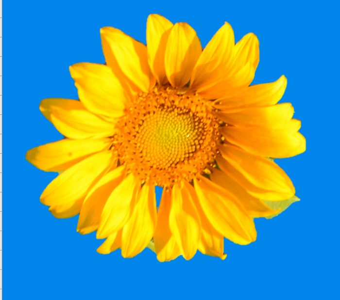 my sunflower