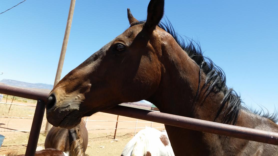 cool horse at the Begaye's house cool horse at the Begaye's house