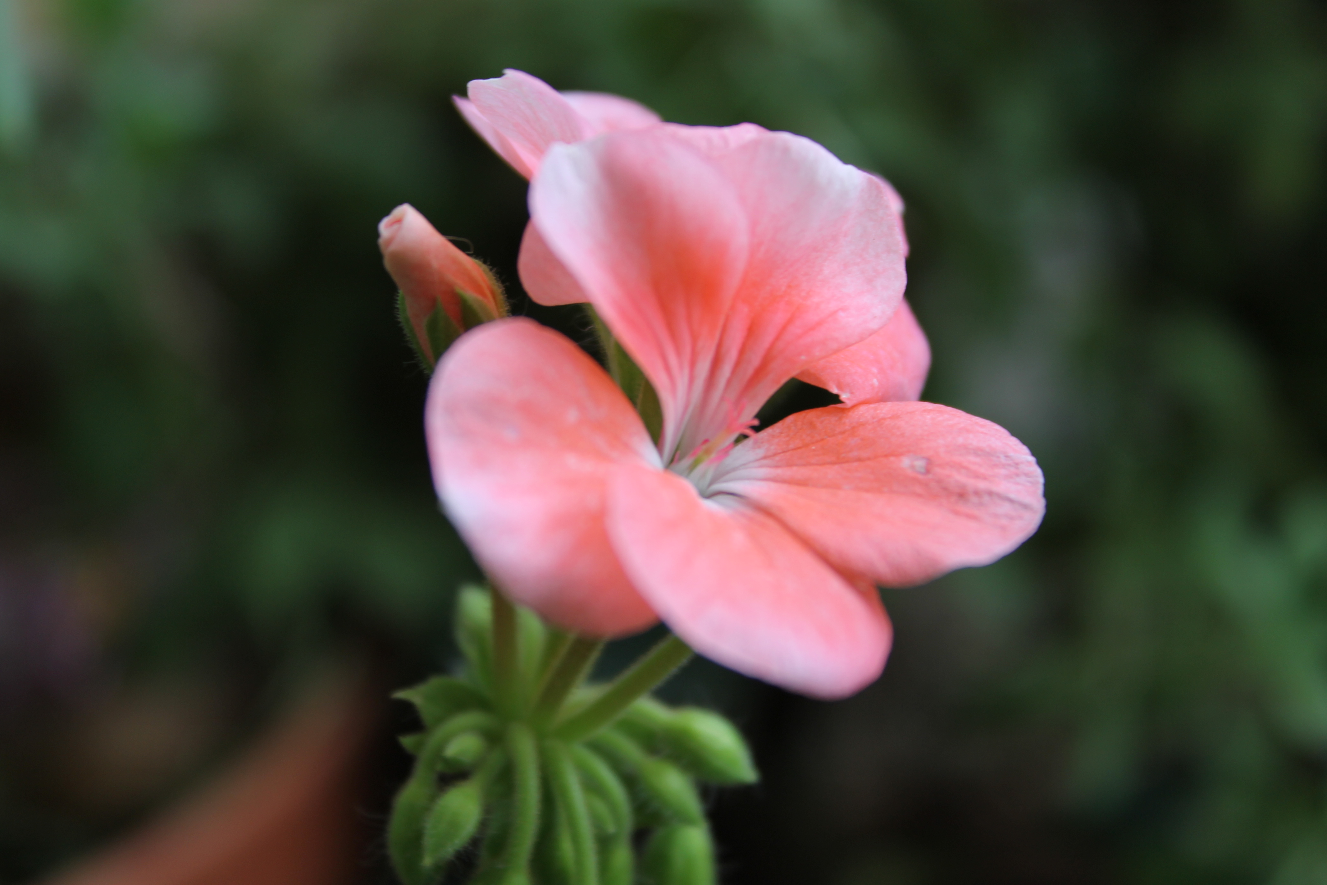 sofspics, geranium
