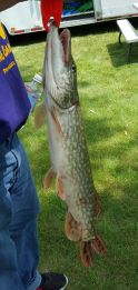 Northern Pike Northern Pike