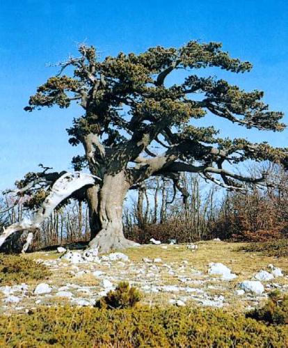 Pinus - Pinus