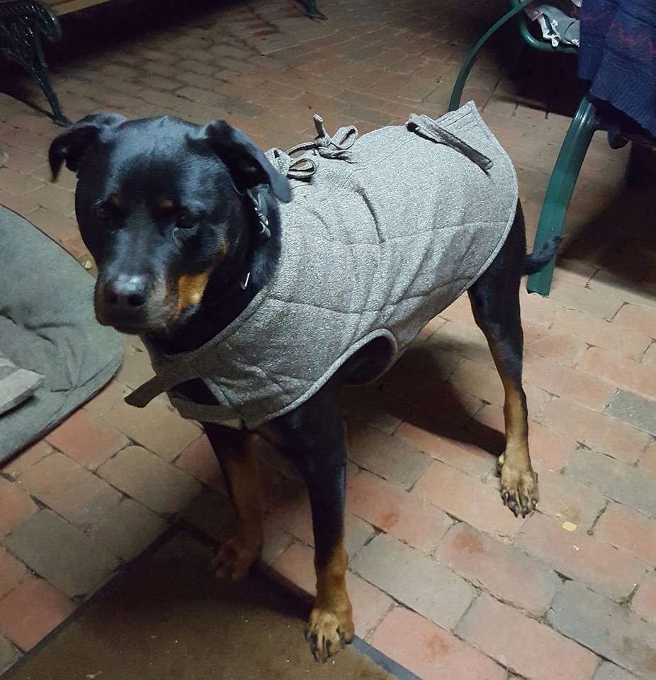 dog's jacket *epiffanie* dog's jacket *epiffanie*
