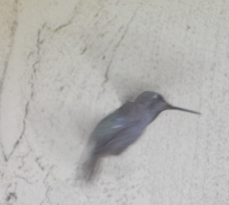 Hummingbird--taken 2-16-24