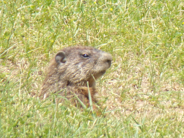 Ground Hog