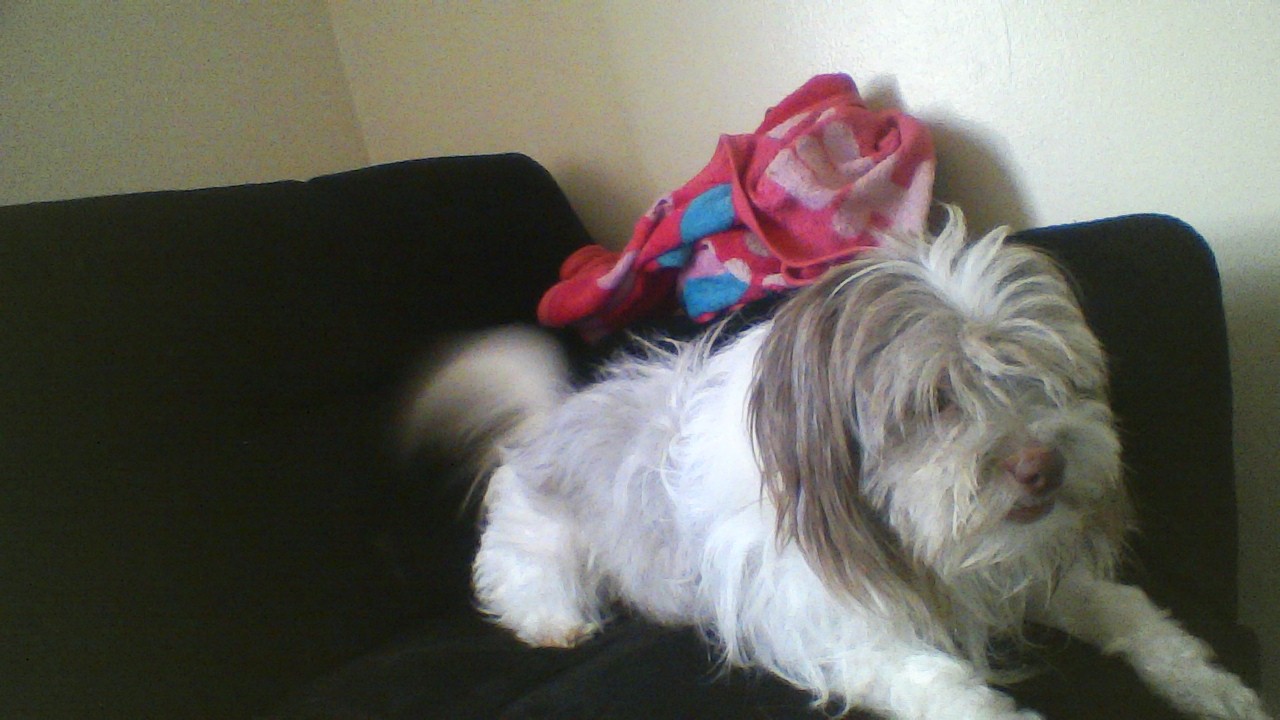 our dog Mazey our dog Mazey