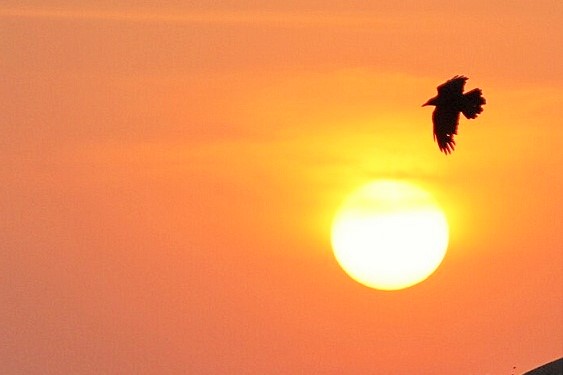 Birds at sunset, sofspics Birds at sunset, sofspics