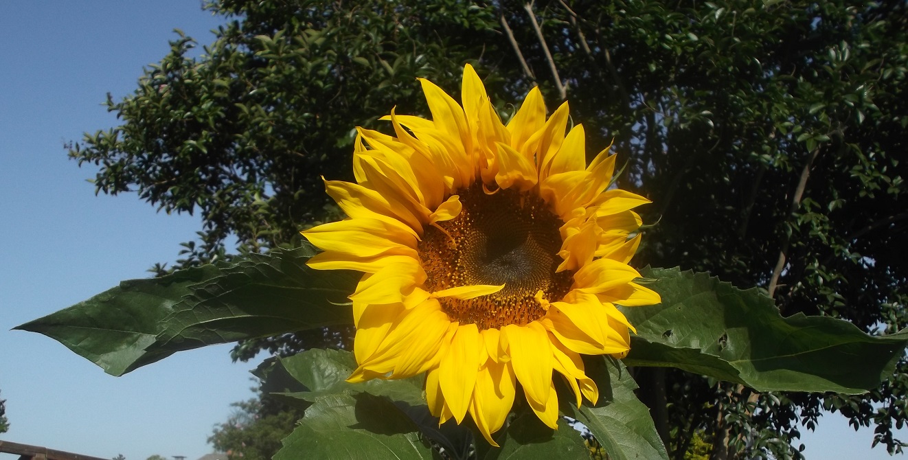 Photo of Sunflower I took in my neighbor's yard