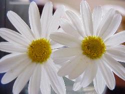 White Daisies - These are some white daisies from our garden - aren't they beautiful ?