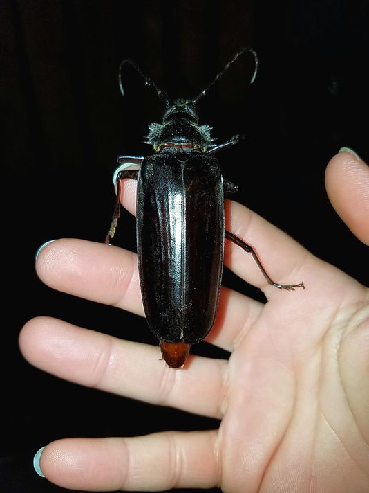 Palo Verde Beetle - (not my hand)
