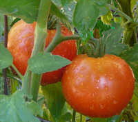 Tomatoes on vine by the author