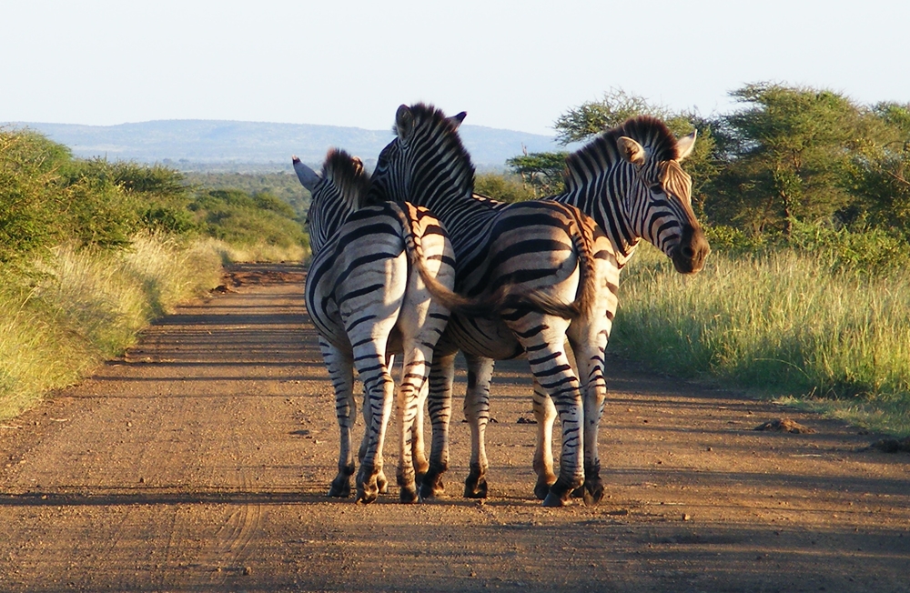 Zebra's Zebra's