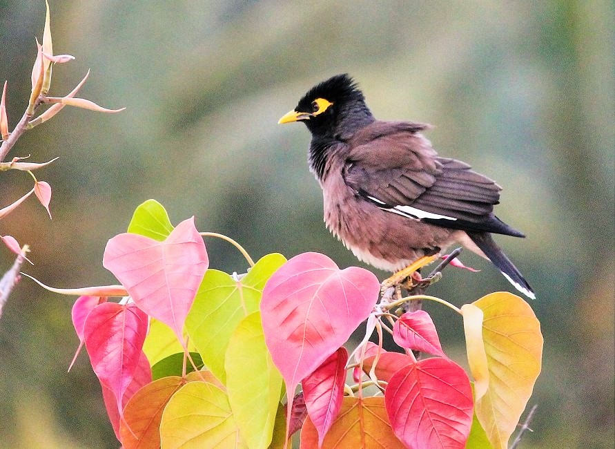 Mynah in spring time, sofspics Mynah in spring time, sofspics