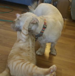 Kitty n Puppy Kitty n Puppy