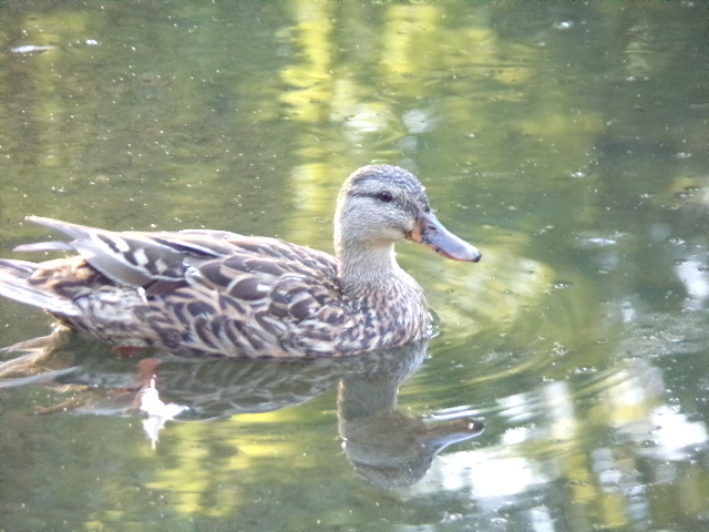 Duck at Swan Park in Beaver Dam, WI