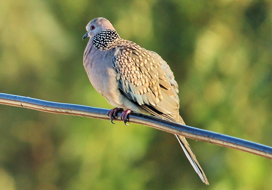 sofspics, spotted dove, birdwatching