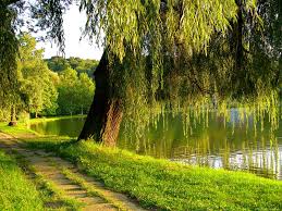 Green with water pond