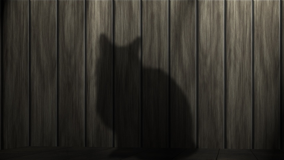 cat's death