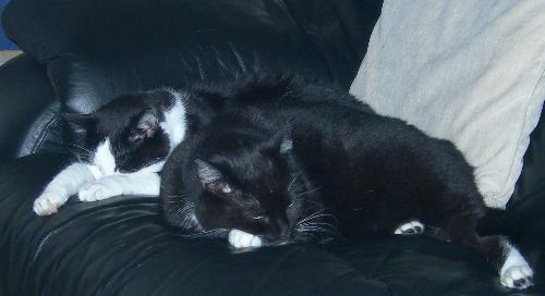 My two girls - This photo shows my cats Annie and Jessie curled up together peacefully on my chair. They are not always so peaceful. Jessie is like a hippy (because she is on lots of medication) which sometimes frustrates Annie - because she wants to play rough. Most of the time they love each other though