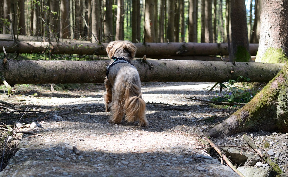 What is blocking you on your path, yourself, or something outside of yourself? What dogs you on your journey?