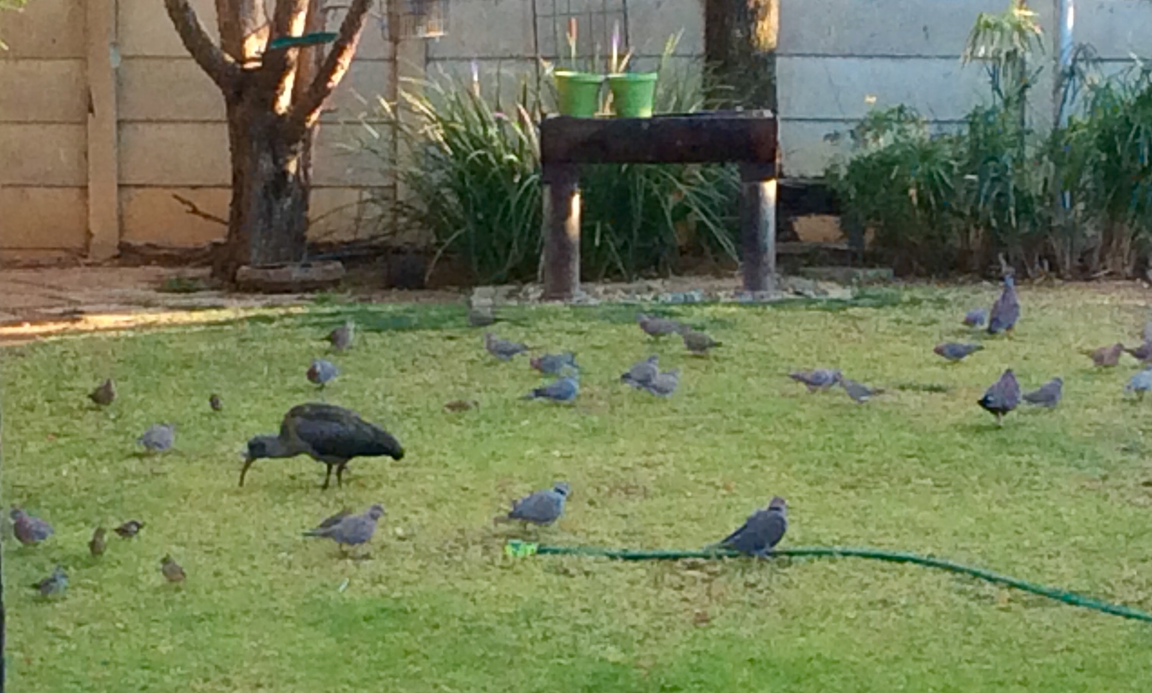 My garden