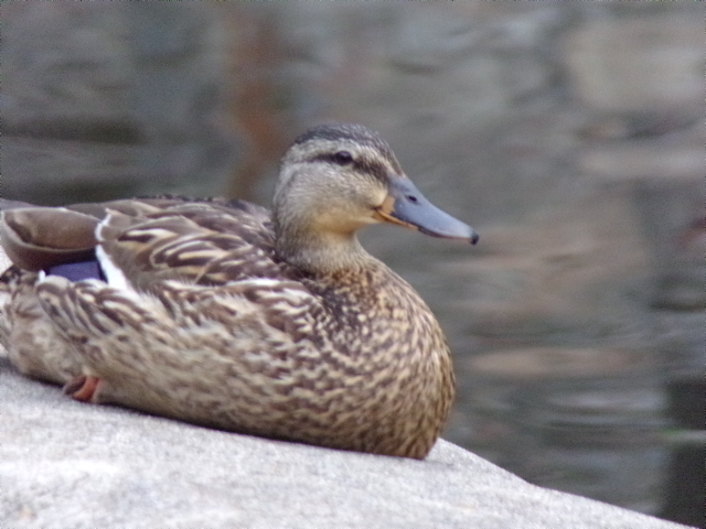 Duck at Swan Park in Beaver Dam, WI
