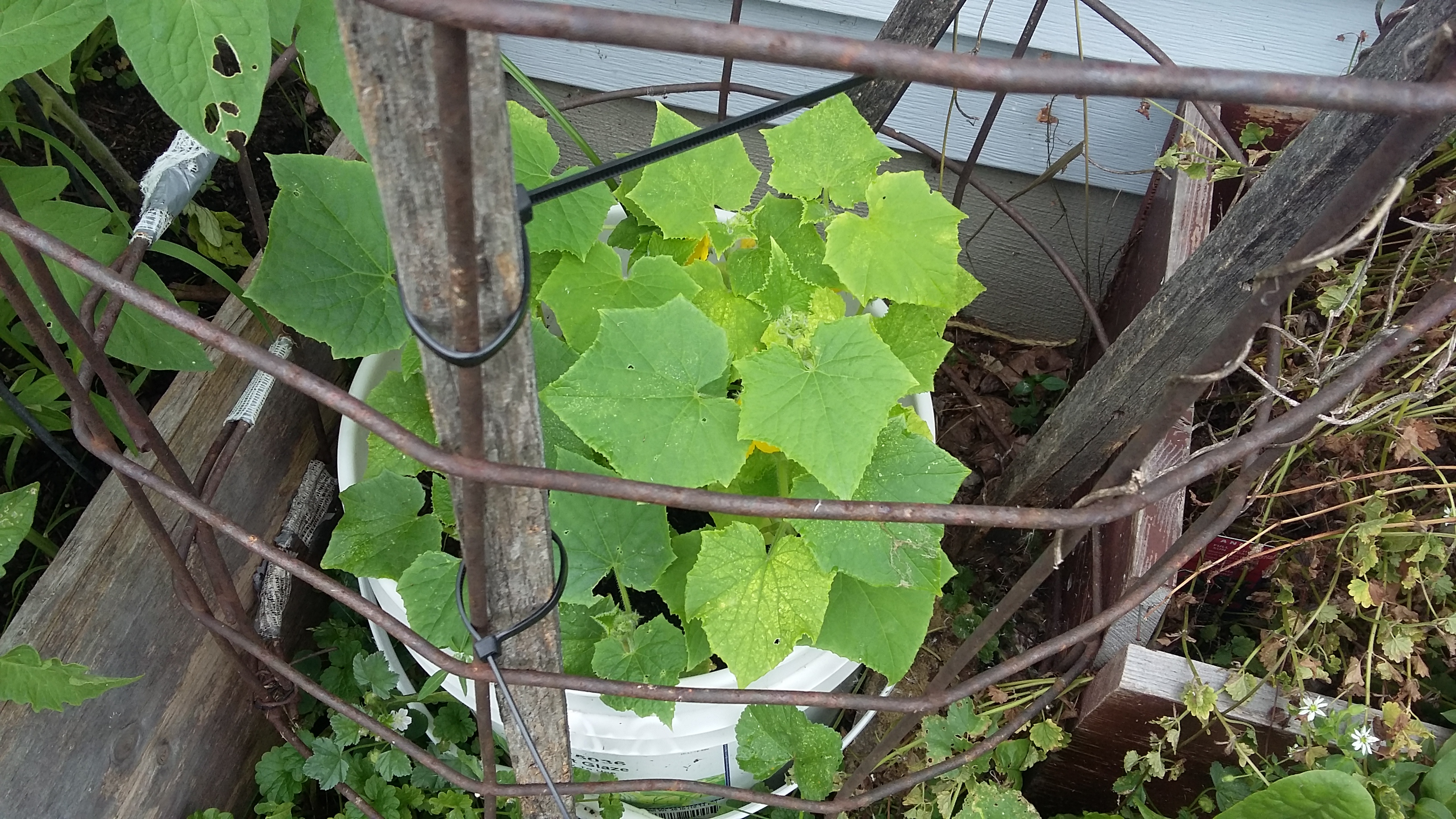 cucumber plant cucumber plant