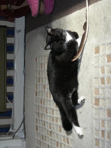 Annie in the sun - This is my little Annie doing what cats do best - relaxing in the sunshine. She has a lovely shiny coat and is a bit of a 'yeah, what do you want me to do' type cat. Very independent just like a cat should be