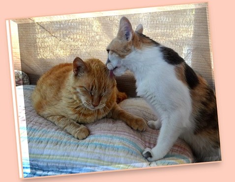 Max is one very happy boy, Meetzee is grooming him. Max is one very happy boy, Meetzee is grooming him.