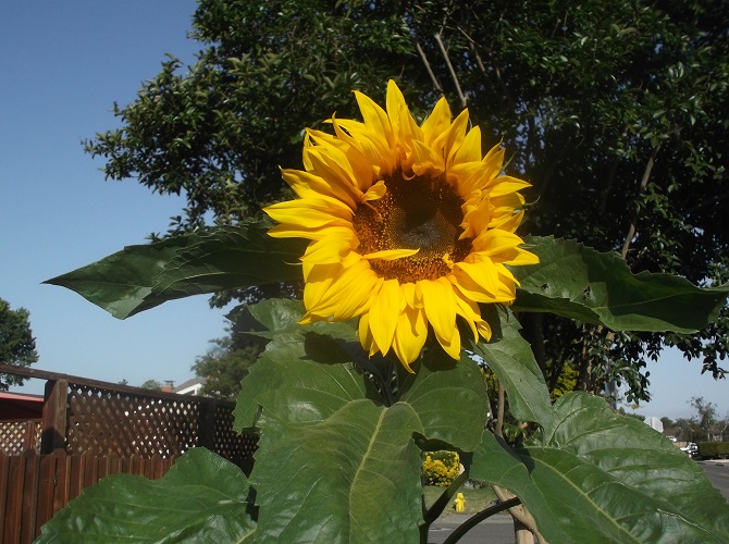 Photo of sunflower taken by me