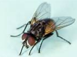 free image of a housefly free image of a housefly