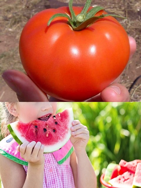 fruits and veggies fruits and veggies