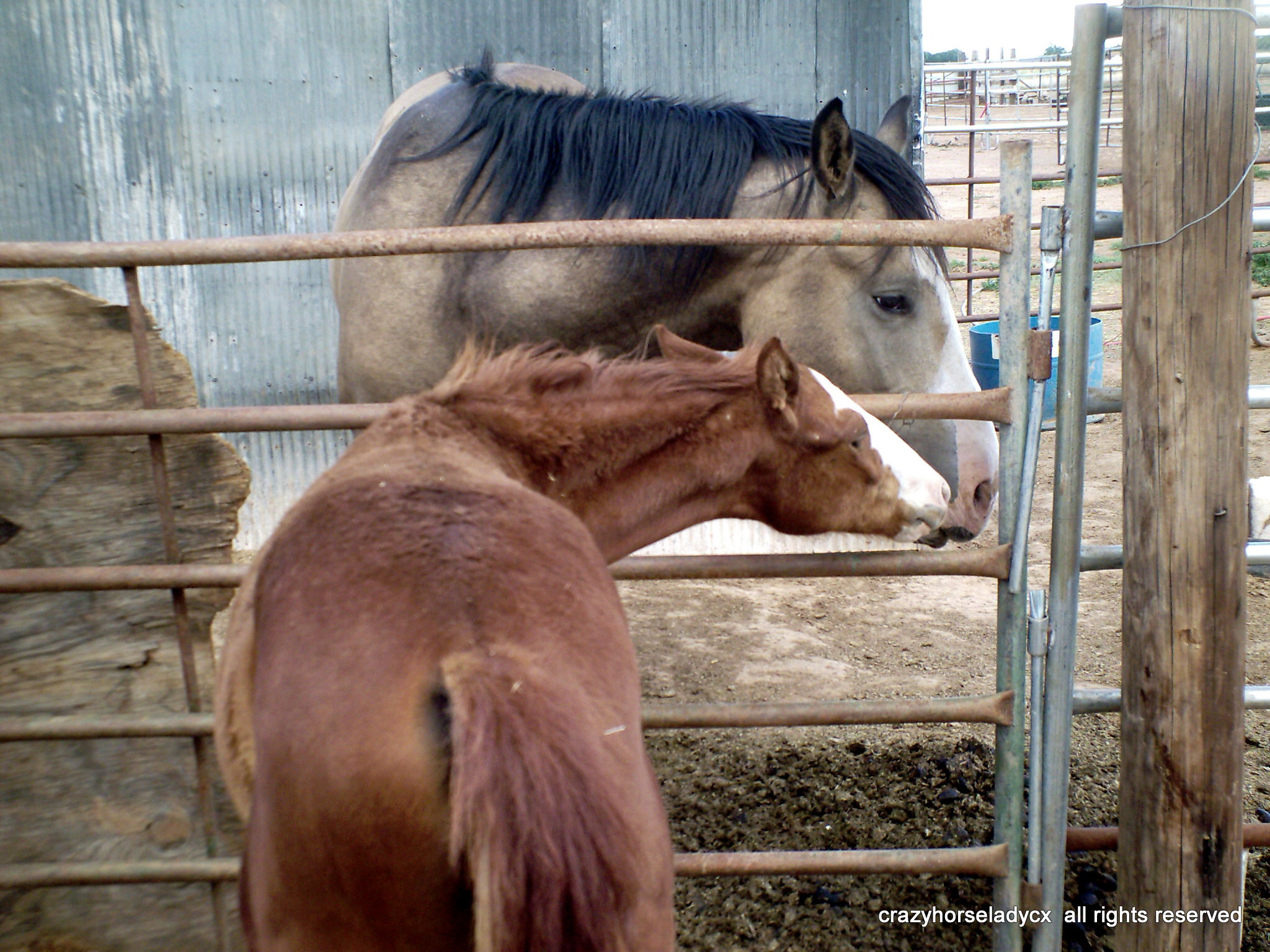 Mr. Rocky &#039;s a 3 week ol&#039; mustang orphan with Mr. Cisco, also a mustang ripped from their homelands &#039;n family ~ crazyhorseladycx