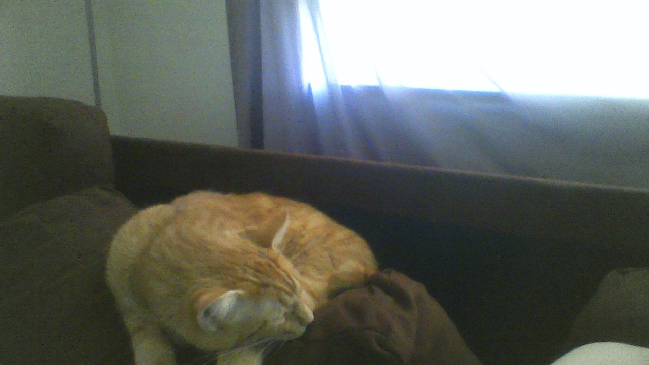 My furbaby Garfield