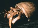 hermit crab - Hermit crabs have homes in shells, and need  different shells so they can pick which one they want.