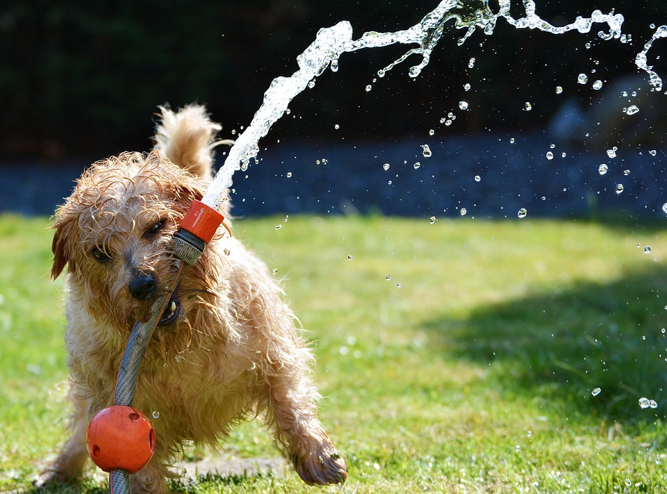 https://pixabay.com/en/dog-garden-terrier-fun-1310545/