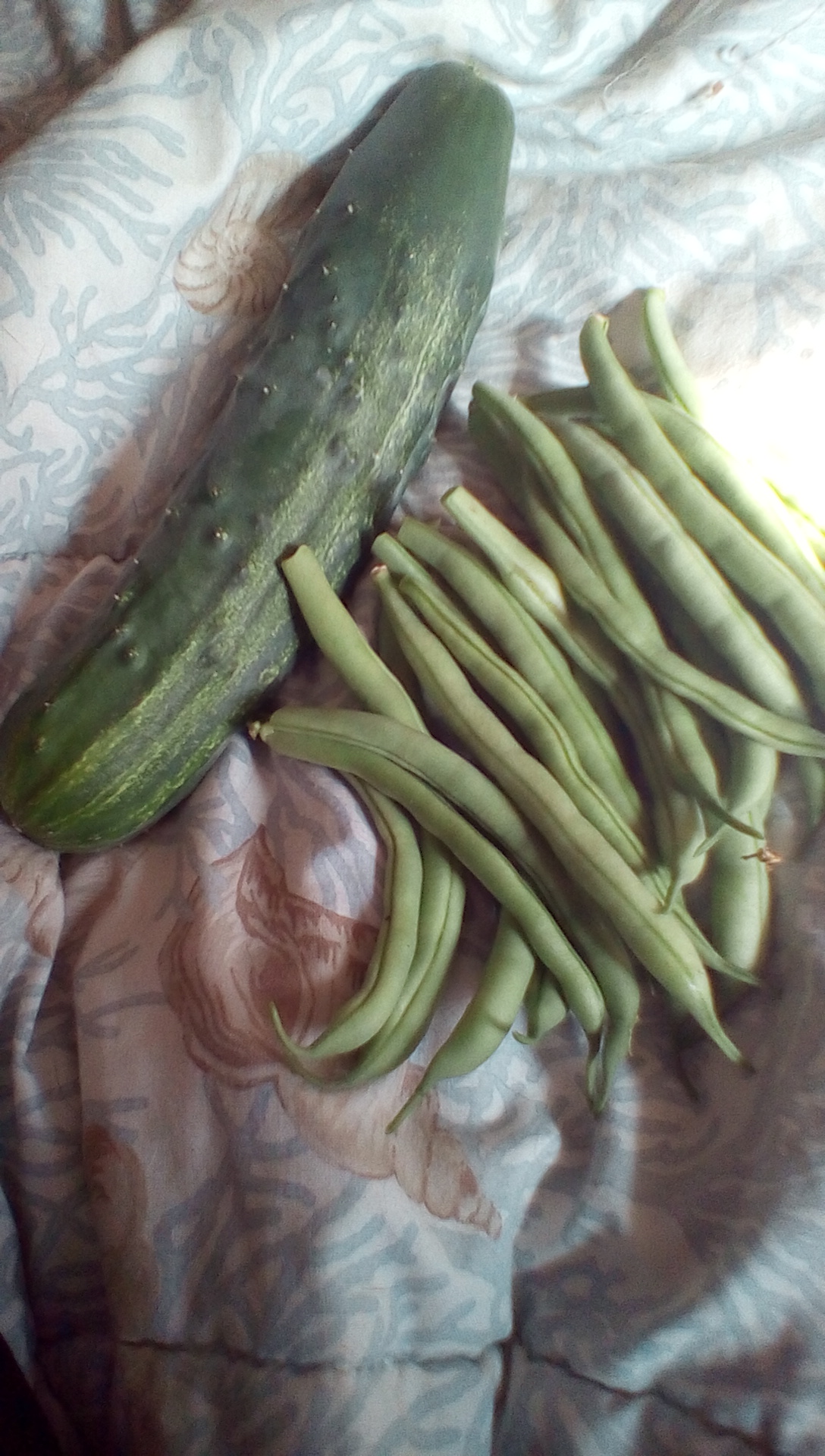 Cucumber and green beans
